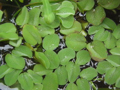 Salvinia auriculata