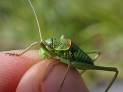 Ephippiger diurnus diurnus