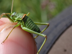 Ephippiger diurnus diurnus