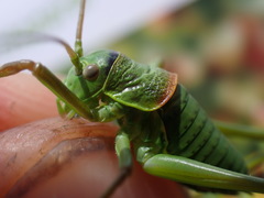 Ephippiger diurnus diurnus