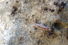 Chaetophiloscia sicula