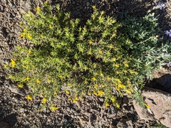 Ericameria discoidea