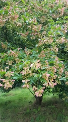 Acer tataricum