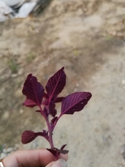 Amaranthus cruentus