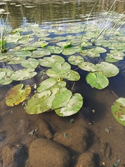 Nuphar lutea
