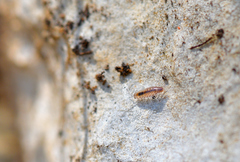 Chaetophiloscia sicula