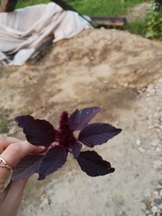 Amaranthus cruentus