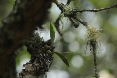 Prosthechea concolor
