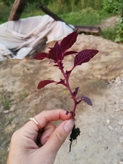 Amaranthus cruentus