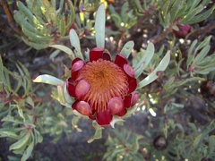 Protea canaliculata