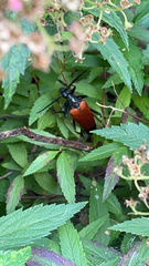 Stenelytrana emarginata