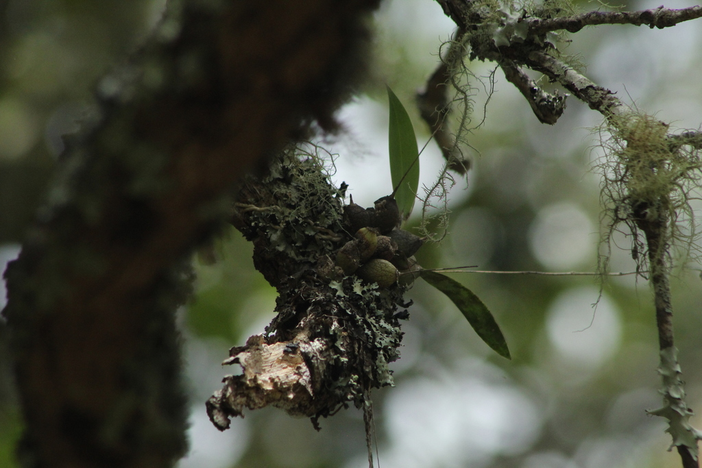 Prosthechea concolor; photograph (c) Carlos Domínguez-Rodríguez, some rights reserved (CC BY)
