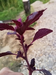 Amaranthus cruentus