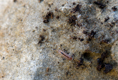 Chaetophiloscia sicula