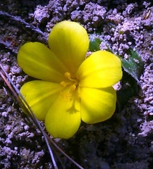 Moraea luteoalba
