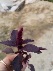 Amaranthus cruentus