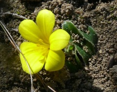 Moraea luteoalba