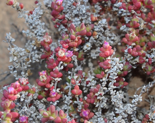 Fog Starfig (Amphibolia succulenta)