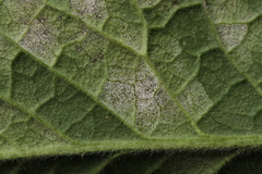 Ramularia cupulariae