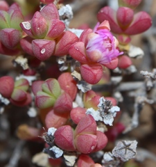 Amphibolia succulenta