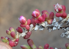 Amphibolia succulenta
