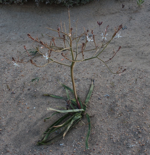 Trachyandra muricata