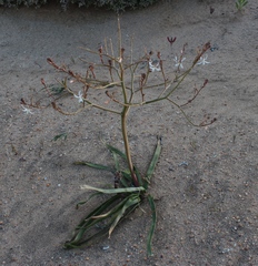 Trachyandra muricata