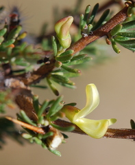 Aspalathus spinosa spinosa