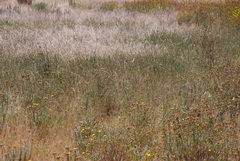 Aspalathus spinosa spinosa