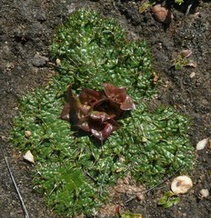 Arctopus monacanthus