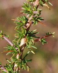 Aspalathus spinosa spinosa