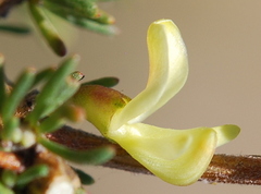 Aspalathus spinosa spinosa