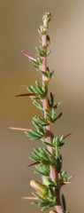 Aspalathus spinosa spinosa