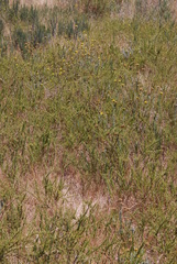 Aspalathus spinosa spinosa