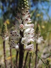 Lachenalia contaminata