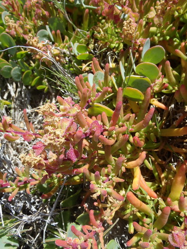 Namaqua Seacoral (Tetragonia namaquensis)