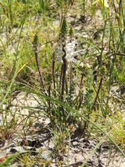 Lachenalia contaminata