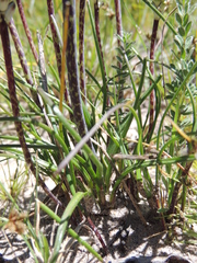 Lachenalia contaminata
