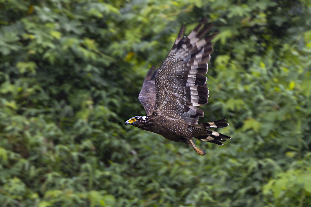 Crested Serpent-Eagle