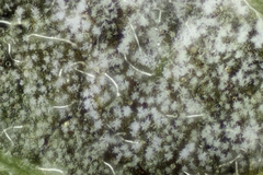 Ramularia cupulariae