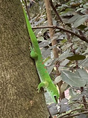 Phelsuma