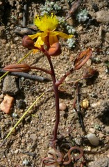 Bulbine torta