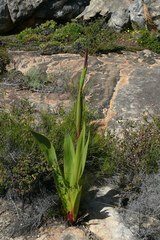 Watsonia vanderspuyae