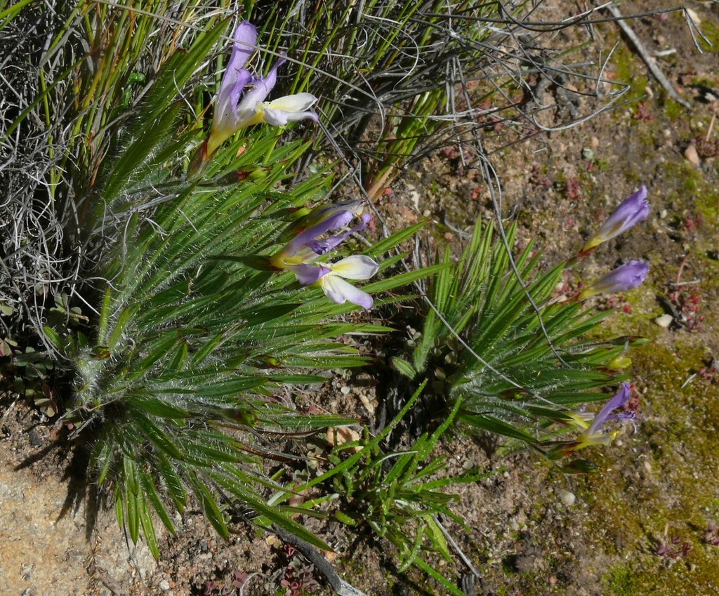 Babiana auriculata, Kliphuis Trail midway start to X roads: Cedarberg Wilderness Area