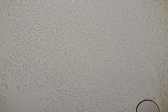 Ramularia cupulariae