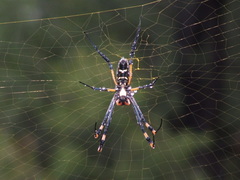 Trichonephila senegalensis