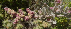 Atriplex vestita