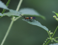 Calopteron reticulatum