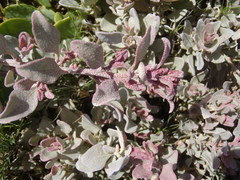 Atriplex vestita