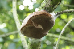 Fomitiporia hippophaeicola